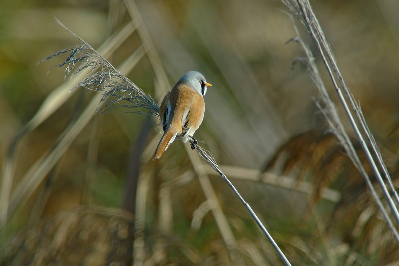 Basettino in Digiscoping